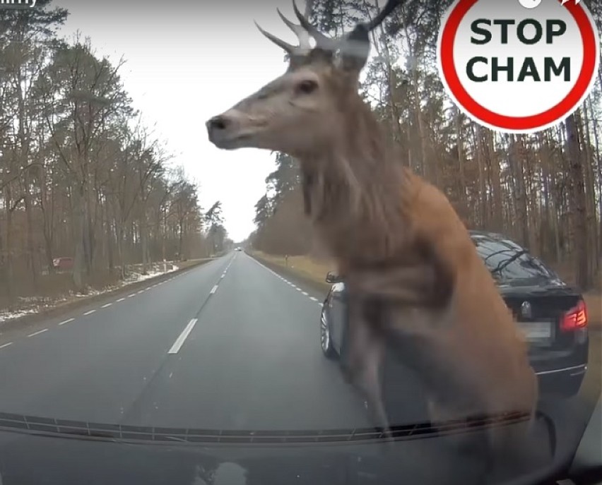 Pułtusk. Wypadek na drodze wojewódzkiej. Stado jeleni przeskakiwało nad samochodami. Jeden z nich wpadł na BMW 