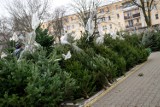 Darmowe choinki dla mieszkańców Warszawy. Dzielnica Bemowo rozda 1000 świątecznych drzewek. Gdzie je dostać? 