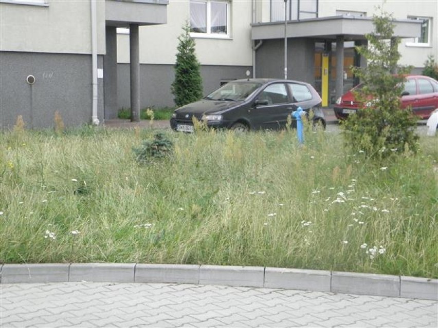 Bujna trawa zamiast pięknej zieleni - tak długo wyglądało osiedle przy ulicy Sucharskiego