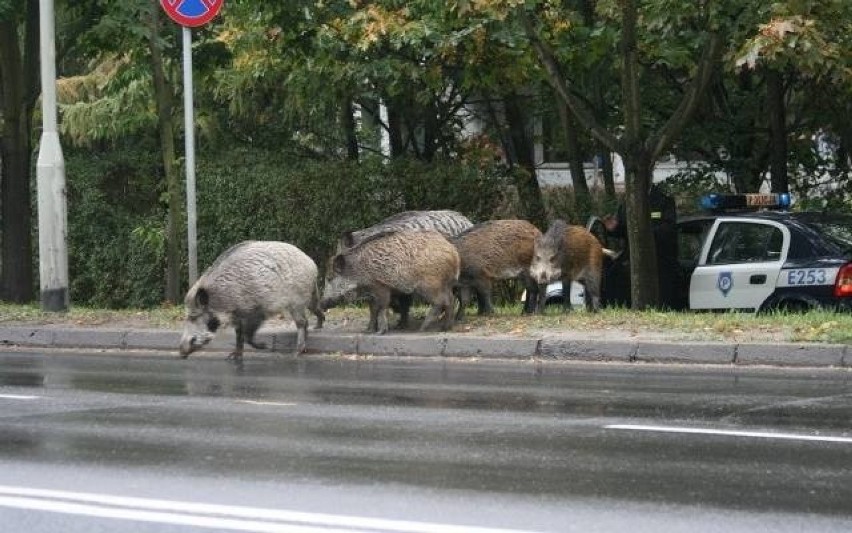 Niemcy próbują się bronić przed dzikami z Polski, które mogą...