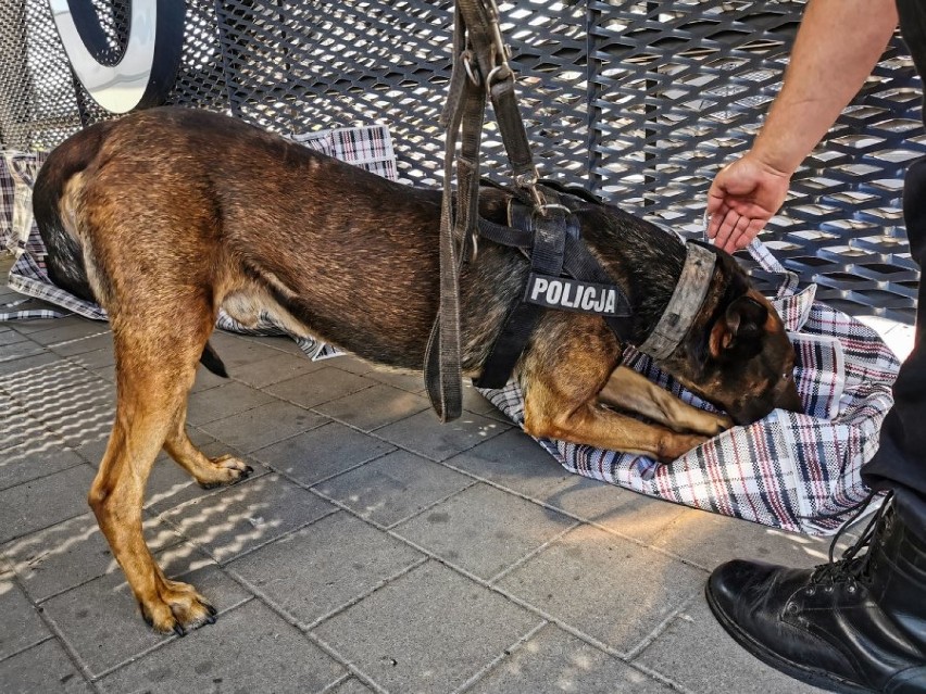 Podlaska Policja. Bezpieczne wakacje 2020. Narkotyki, spot, policyjne psy i kontrole autobusów na dworcu PKS w Białymstoku[zdjęcia]