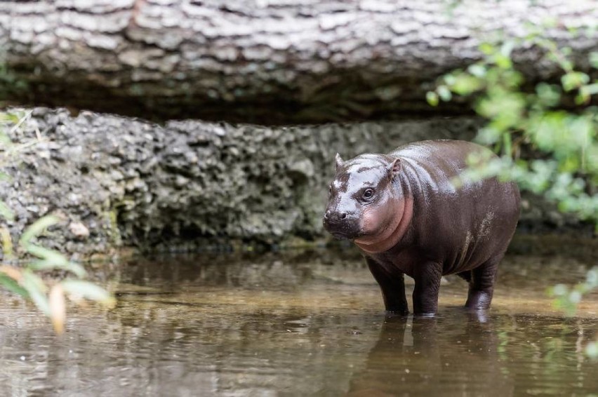Samica hipopotama za kilka dni przyjedzie do Zamościa

Już...