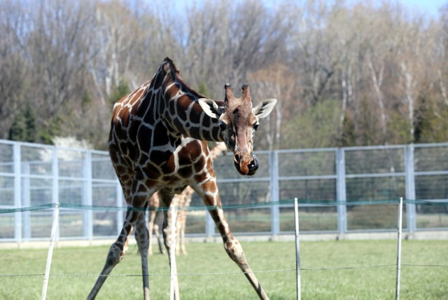 Kiedy zostanie otwarte zoo w Chorzowie? Zwierzaki czekają na gości. Zobacz kolejne zdjęcia/plansze. Przesuwaj zdjęcia w prawo - naciśnij strzałkę lub przycisk NASTĘPNE