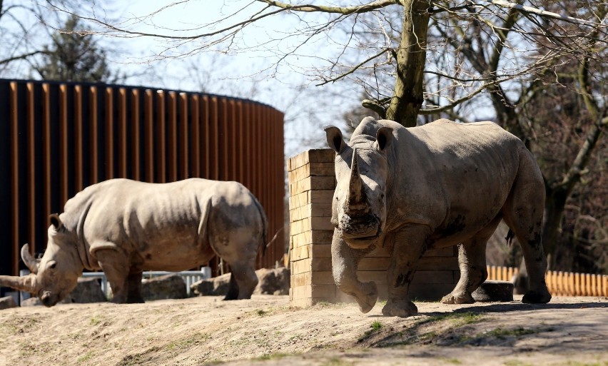 Kiedy zostanie otwarte zoo w Chorzowie? Zwierzaki czekają na...