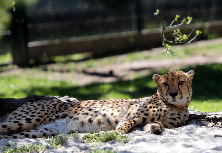 Kiedy zostanie otwarte zoo w Chorzowie? Zwierzaki czekają na...