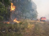 Wielki pożar zboża i lasu w Bełczu Górnym. W jego gaszeniu pomogli Ukraińcy [ZDJĘCIA]