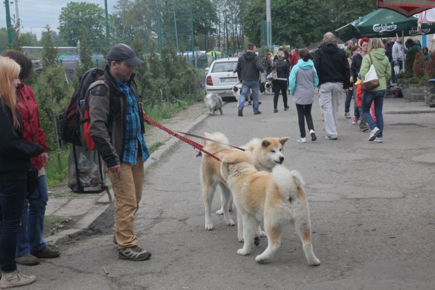 Międzynarodowa Wystawa Psów Rasowych na stadionie ChKS w...