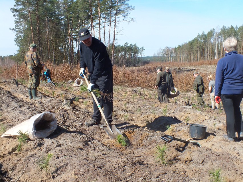 Nadleśniczy Nadleśnictwa Brodnica zaprosił mieszkańców do wspólnego sadzenia lasu