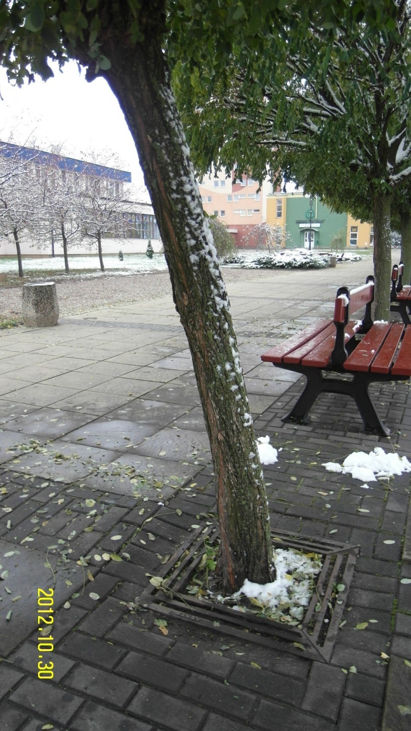 Wymiana drzew na placu Chopina. Odpowiedź Izabeli Giedrojć