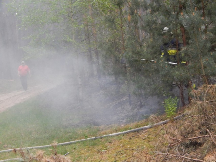 Pożar lasu w Bieścu
