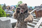 Zakopane. Niedźwiedzie grasują po Krupówkach. Niezwykły performens uczniów "plastyka"