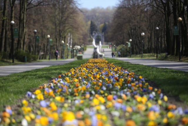 Wiosna w Parku Śląskim