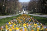 Kolorowe bratki w Parku Śląskim. Prawie 14 tys. kwiatów na alei Żyrafy ZDJĘCIA