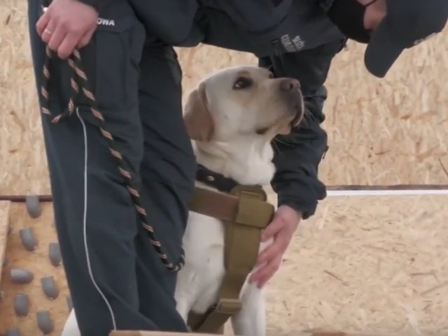 Labrador Sony, służbowy pies Pomorskiego Urzędu Celno-Skarbowego w Gdyni ze swoim przewodnikiem. Zwierzę będzie potrafiło wykryć w kilka sekund osobę zakażoną koronawirusem.