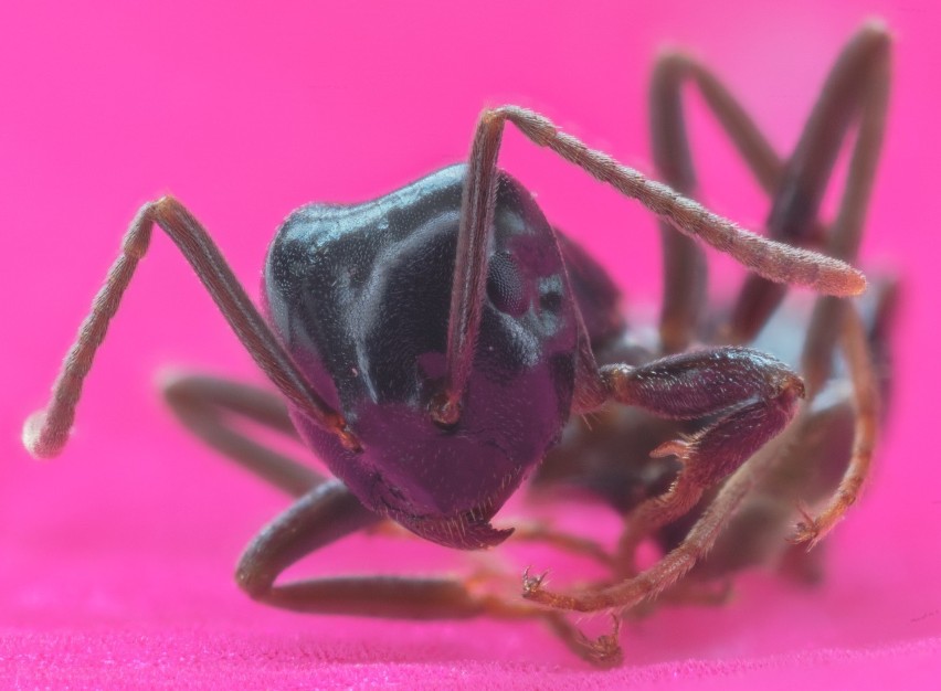 Gdy spotkamy latające mrówki z małymi skrzydełkami, oznacza...