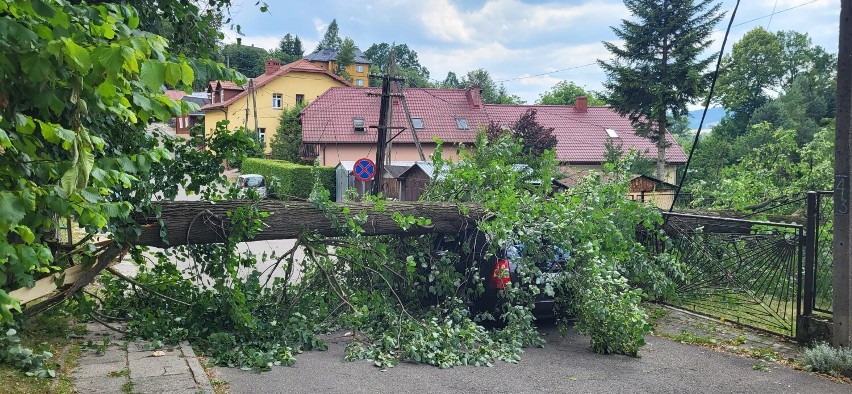 Stare drzewa zagrażają mieszkańcom Leska [ZDJĘCIA]