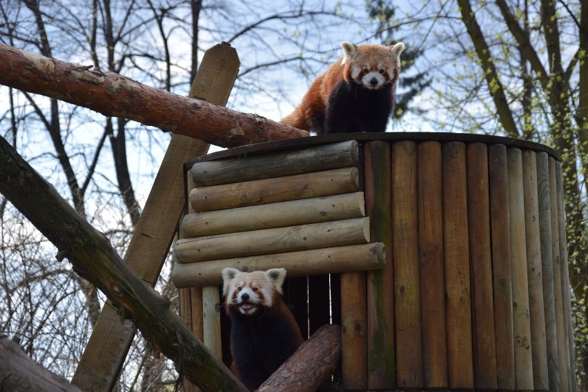 Pandy rude ze śląskiego zoo