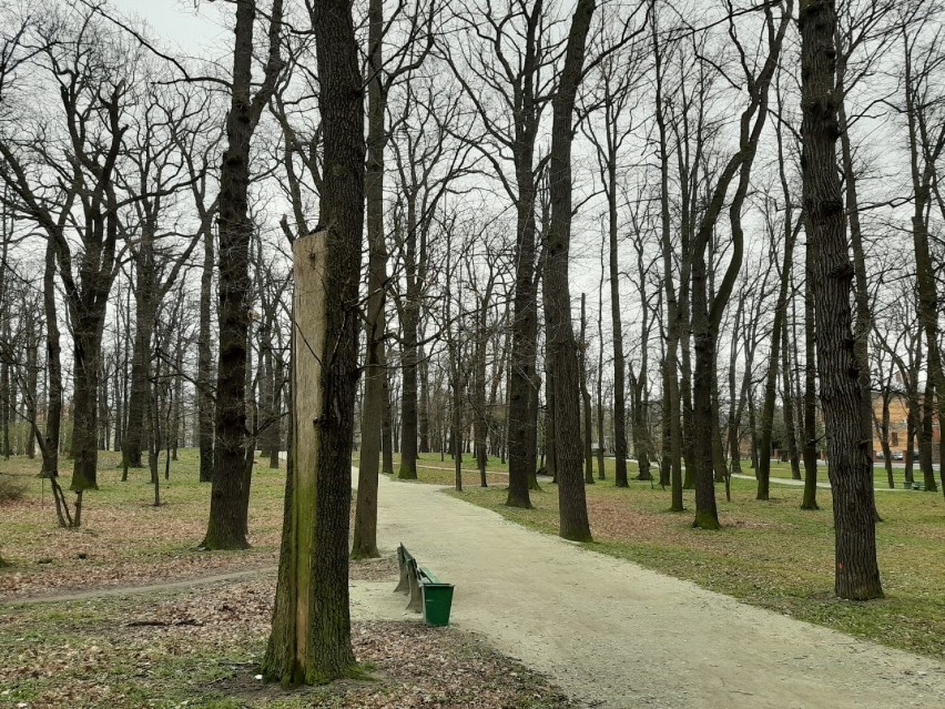 Rozpoczynają się prace w Parku Młodzieżowym. Nie usuną 304 drzew. A ile? 