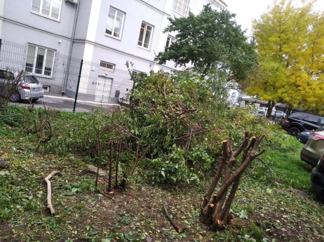 Mieszkanka ulicy Wesołej 29 a w Kielcach zaalarmowała nas, że Kielecka Spółdzielnia Mieszkaniowa, która zarządza posesją wycina drzewa wbrew woli lokatorów.

Zobacz kolejne zdjęcia>>>   