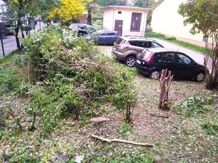 Mieszkanka Kielc skarży się na wycinkę zieleni pod jej oknem. Co na to spółdzielnia?