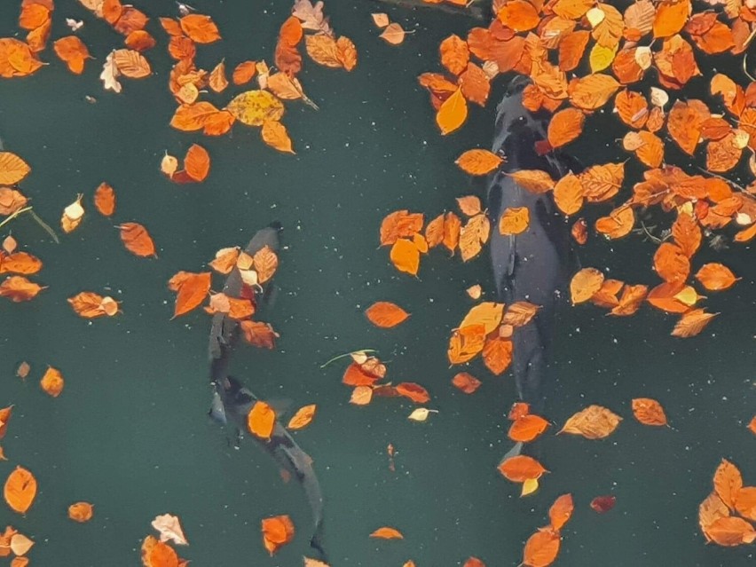 Jesień w Bieszczadach zachwyca kolorami i widokami, a piękna pogoda zachęca do spacerów [ZDJĘCIA]