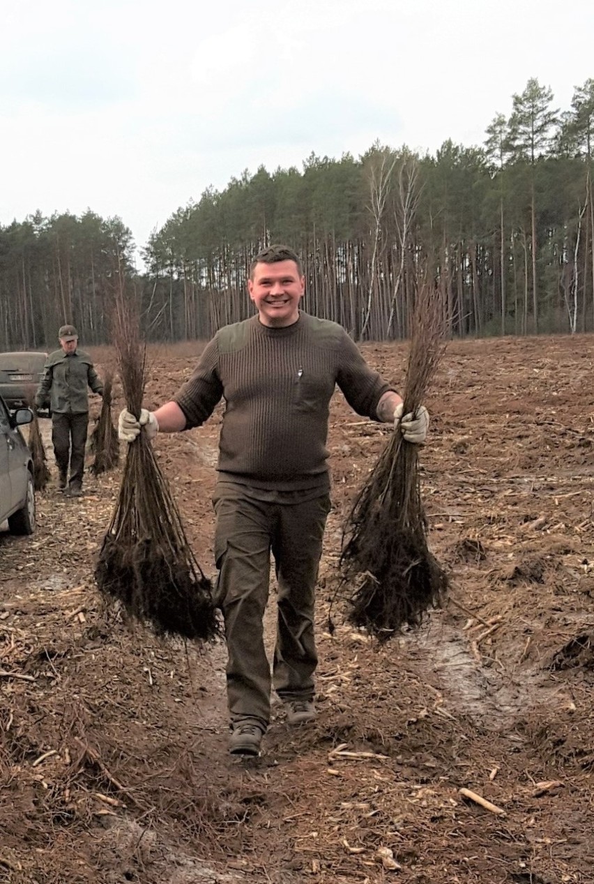 Trwa akcja sadzenia lasów w powiecie szamotulskim [ZDJĘCIA]