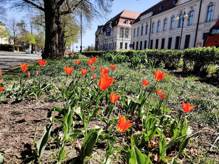 Przyroda w Szczecinie budzi się do życia. Nasze miasto takie piękne!