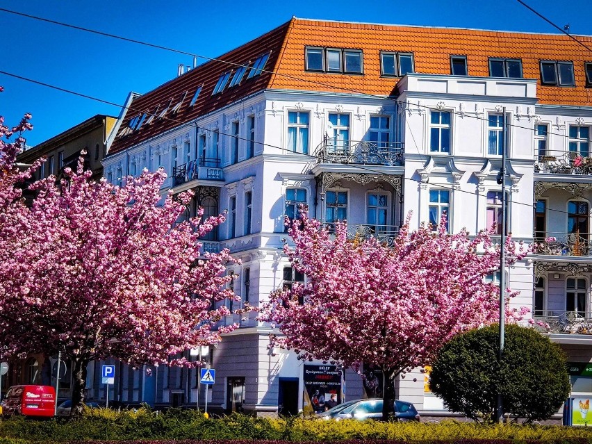 Przyroda w Szczecinie budzi się do życia. Nasze miasto takie piękne!