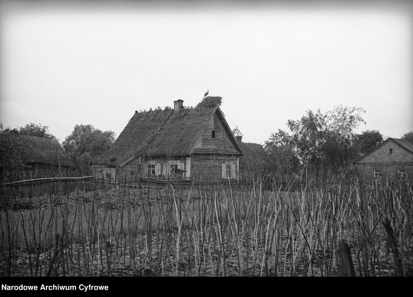 Krajobrazy Polesia. Drewniana chata z bocianem w gnieździe...