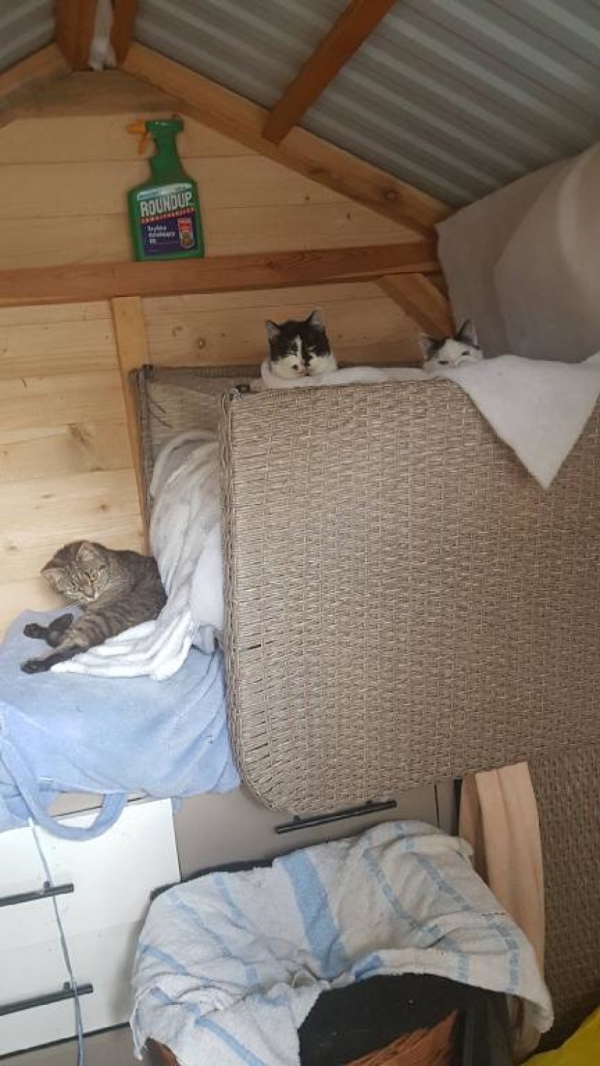 Trzy zadbane kotki z Matejki w Sycowie poszukują nowego domu