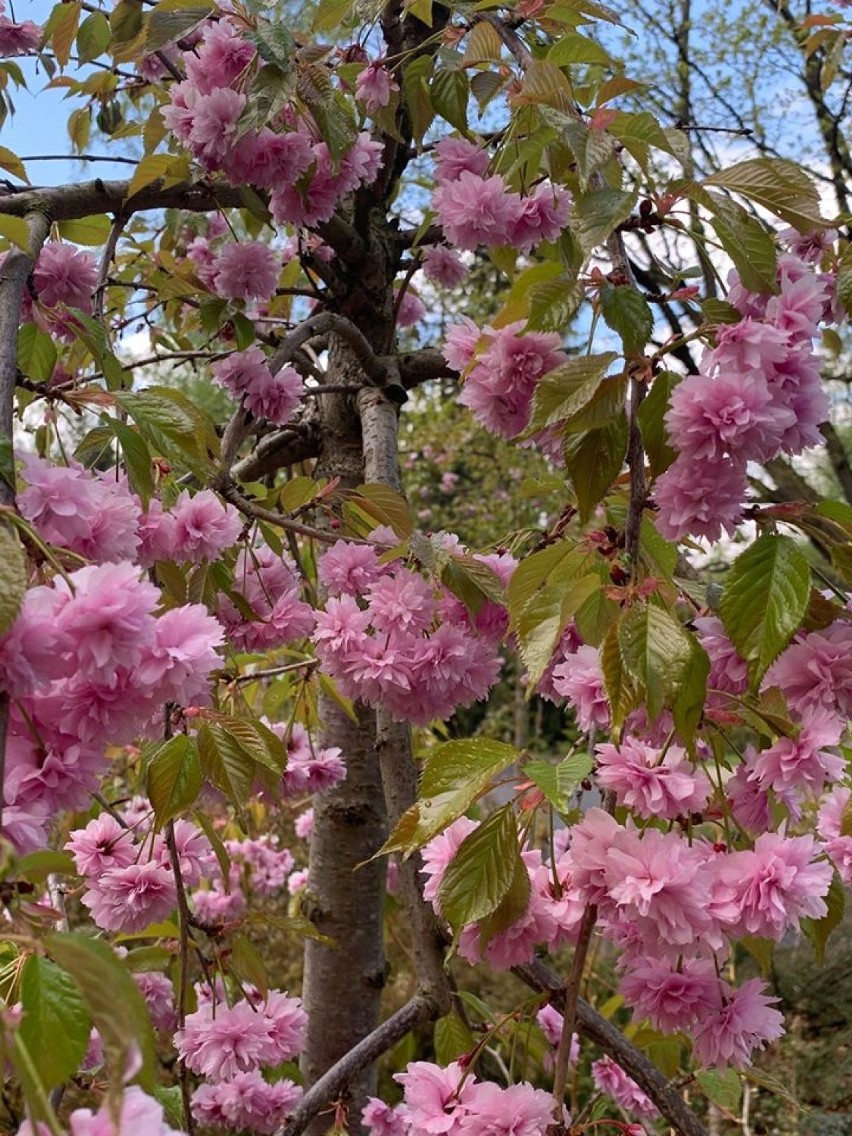 Mała Japonia zaprasza! Przed nami Festiwal Kwitnących Azalii i Rododendronów [FILM/ZDJĘCIA]