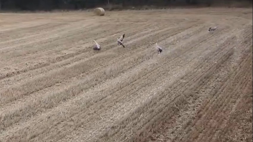 Żurawie na polu w okolicach Ołoboku.