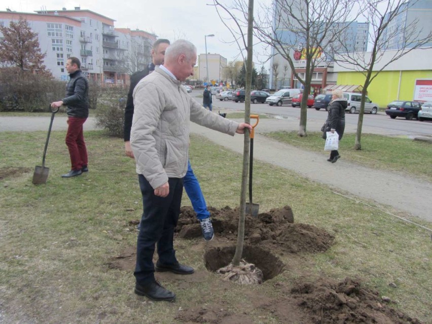 Piotr Gruszczyński i przedstawiciele PO zasadzili pięć drzew na Winiarach