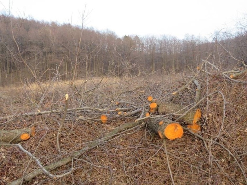 Pod wielką inwestycję na Pańskiej Górze wycięto ok. 600...