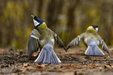 Czas na kolejną edycję konkursu fotograficznego: Zgłoś swój udział w "Przebudzenie Wiosny 2019"