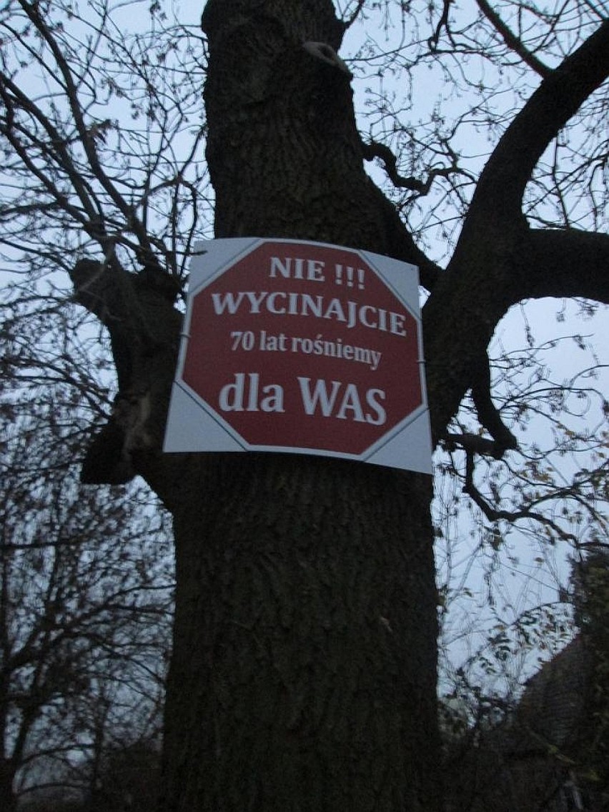 CH Posnania - Mieszkańcy Milczańskiej protestują w sprawie wycinki drzew