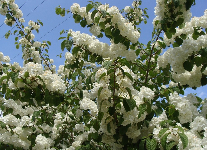 W maju kwitną na biało kaliny różnych gatunków. To kalina...