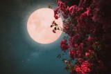 Kwiatowa Pełnia Księżyca w maju. Kiedy wypada? Czy fazy księżyca mają wpływ na nasze zdrowie? Poznaj fakty i mity o Pełni Księżyca