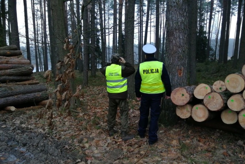 Straż leśna i policja kontrolują lasy w regionie. Chcą zapobiec nielegalnej wycince drzew [zdjęcia]