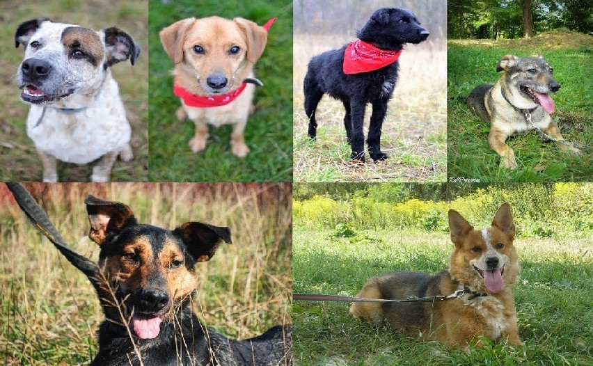 Schronisko w Chorzowie ma ok. 400 psów, które czekają na...