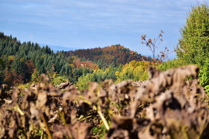 Bieszczady najpiękniejsze są jesienią [ZDJĘCIA]