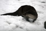 Chorzów: Do śląskiego zoo przyjechała wydra Franciszka