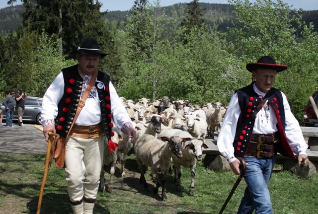 Mieszanie owiec na Stecówce 2018