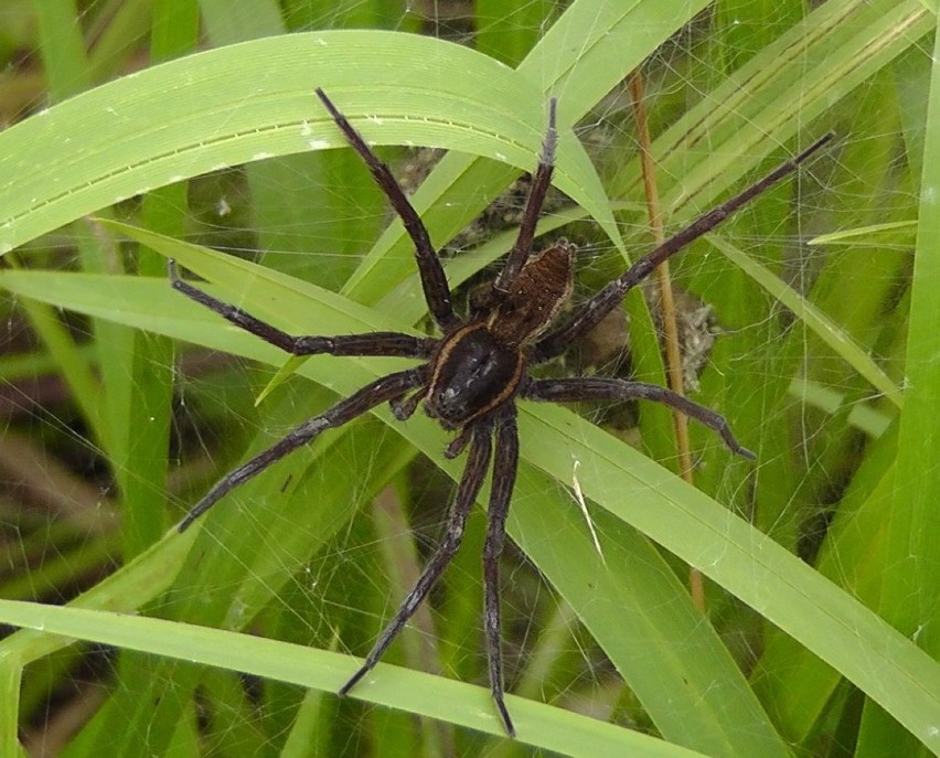 Największy Polski pająk (długość wraz z odnóżami 7 cm)...