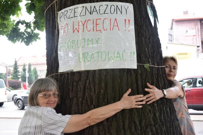 Przy ul. Fredry 5 rośnie dąb szypułkowaty, który ma około...