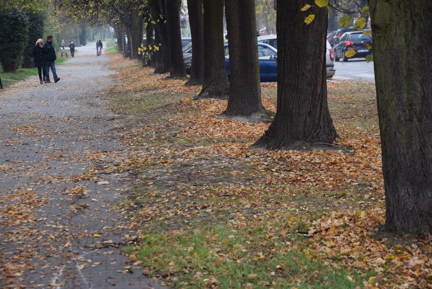 Sprzątanie jesieni na alei Niepodległości w Tychach