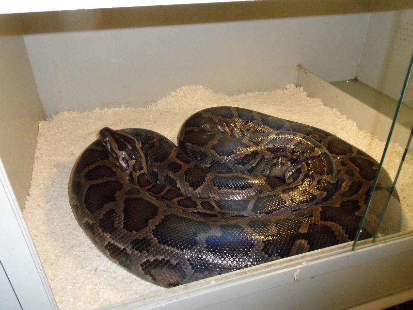 Python molurus bivitatus - Pyton tygrysi ciemnoskóry