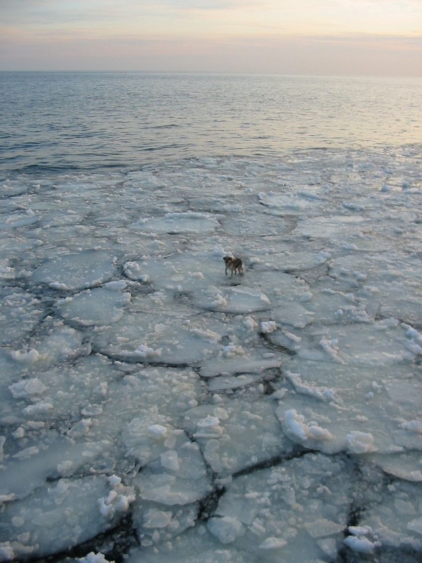 Pies wiele godzin dryfował na krze, na otwartej Zatoce Gdańskiej (galeria)