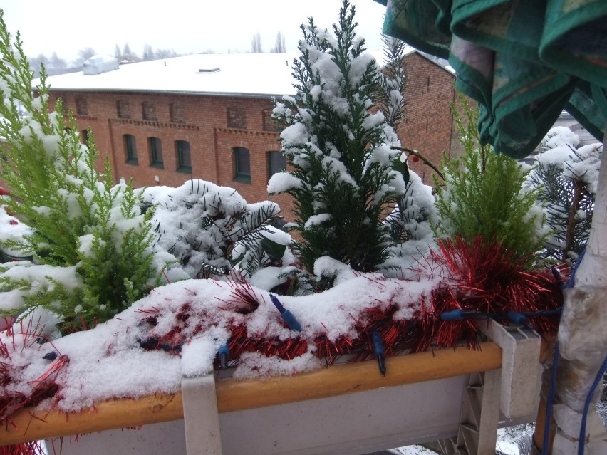 Pierwsze płatki śniegu w Gorzowie