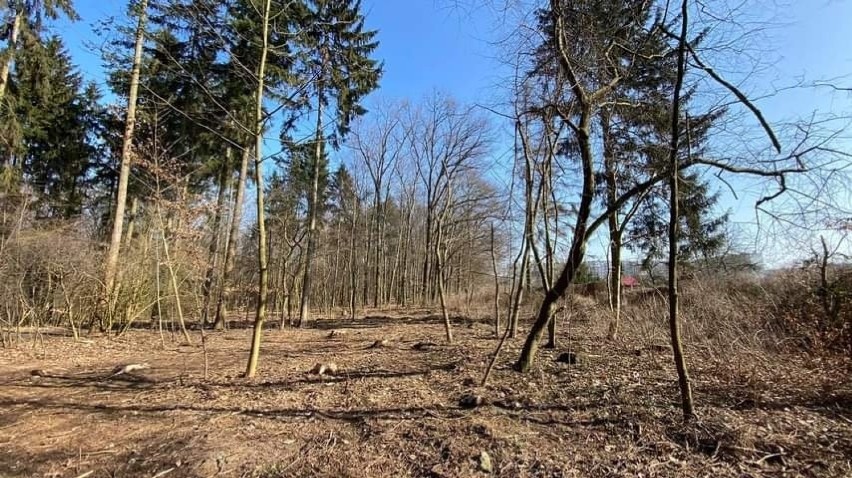 Zanim wytną Twój las - powstała mapa przygotowana przez...